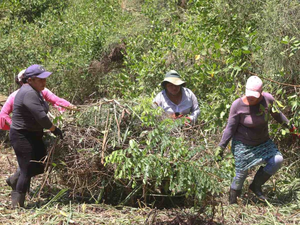 Fotografía del 22 de julio de 2026 que muestra a un grupo de mujeres trabajando en la restauración de un manglar en Ahuachapán (El Salvador).