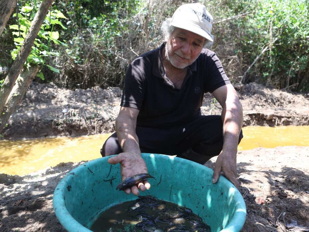 Fotografía del 22 de julio de 2026 que muestra a una persona sosteniendo un guapote, especie que vive en los canales del manglar.