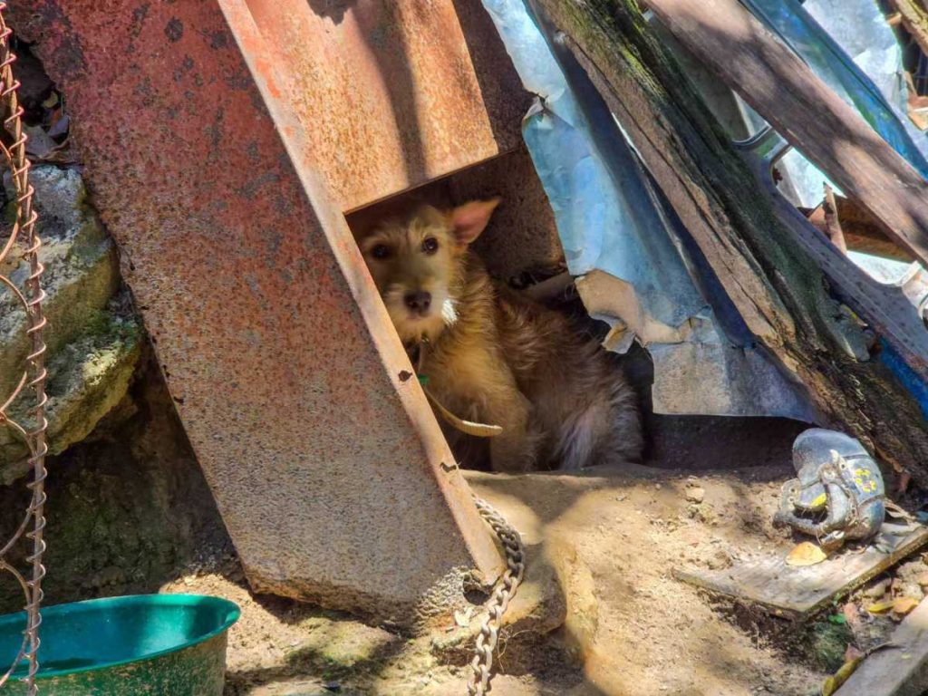 mascota-perro-maltrato-animal