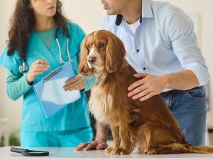 La paternidad de mascotas impulsa una atención veterinaria más preventiva, cercana y especializada en América Latina.