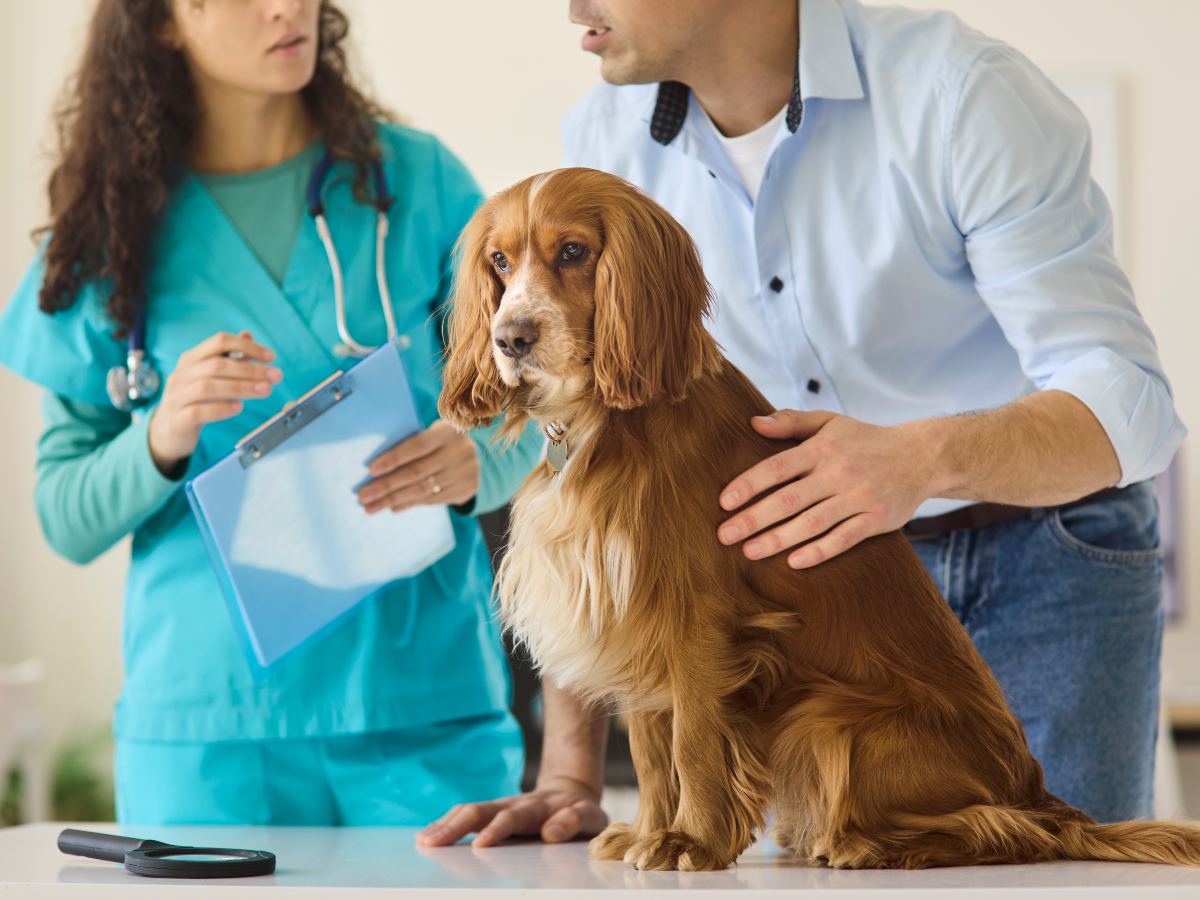 La paternidad de mascotas impulsa una atención veterinaria más preventiva, cercana y especializada en América Latina.