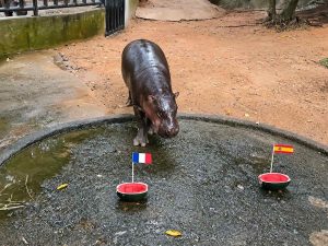 Moo Deng, el hipopótamo que predice una final Francia-Inglaterra en el Mundial