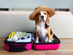 Viajar con perros se ha convertido en una tendencia global que transforma hoteles, aerolíneas y destinos. Cada vez más personas organizan sus vacaciones pensando en la comodidad y seguridad de sus mascotas. Un servicio realmente pet friendly no solo admite animales, también ofrece reglas claras, espacios adecuados y facilidades básicas. Antes de salir conviene revisar vacunas, documentos, transporte, alojamiento y atención veterinaria cercana. Expertos recuerdan que no todos los perros disfrutan viajar. Evaluar su salud, temperamento y adaptación es esencial. A veces, dejarlo con alguien de confianza también puede ser una decisión responsable y amorosa para cuidar su bienestar integral.