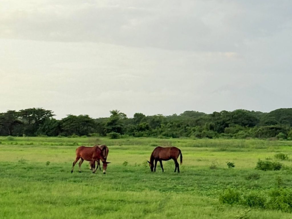 El recorrido en trencito atraviesa paisajes únicos de Usulután.