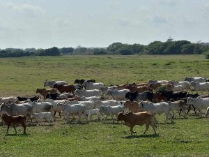 safari-bufalos-puerto-barillas-tour04