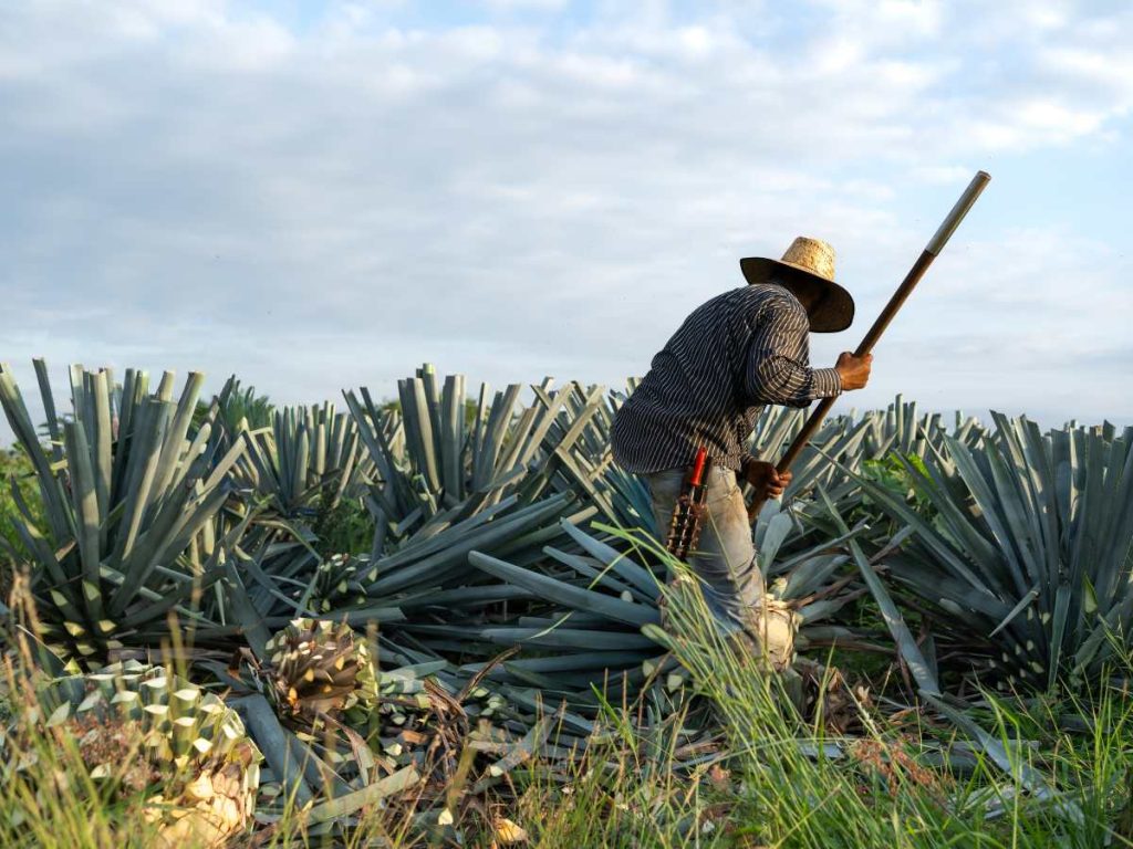 El tequila nace del agave azul y de una tradición productiva mexicana protegida por su Denominación de Origen. 