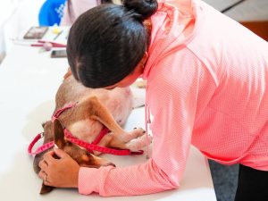 Un perro recibe atención durante la jornada veterinaria desarrollada en el hospital de campaña de Catia La Mar, Venezuela.