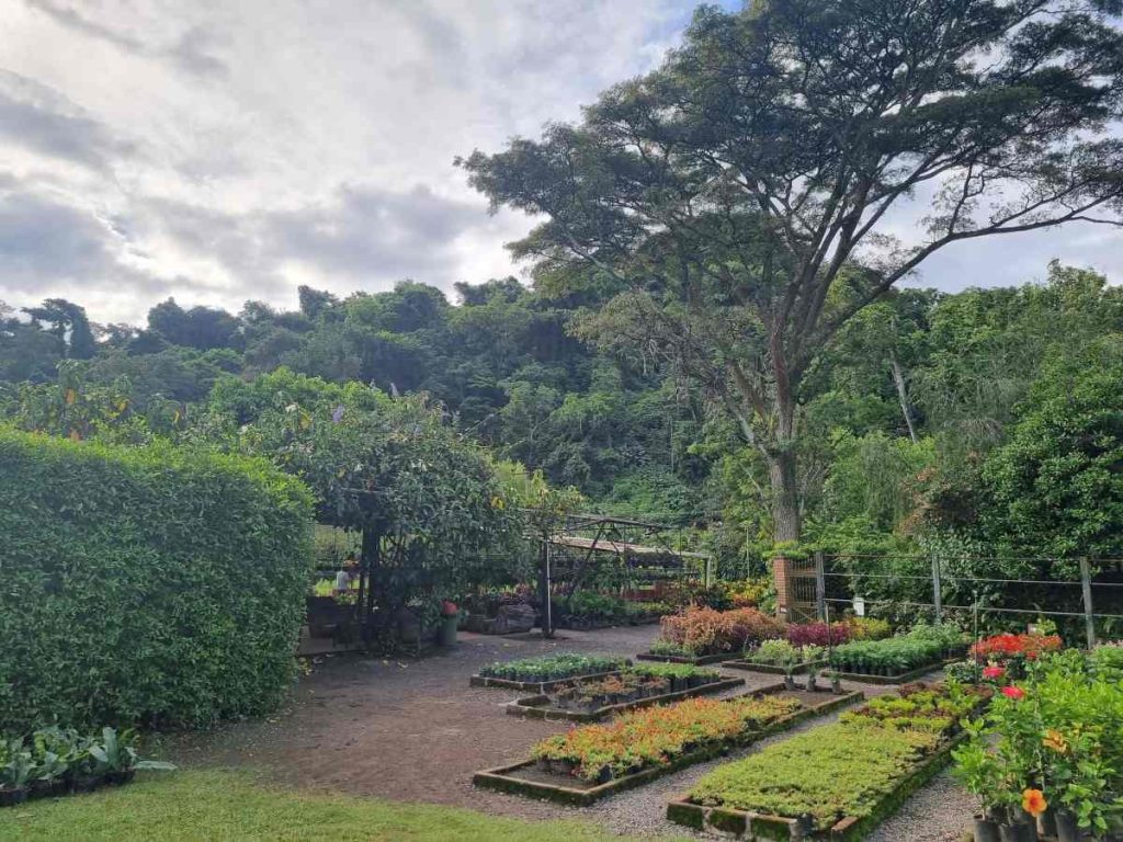 El vivero contribuye al sostenimiento de los programas de conservación, educación e investigación del Jardín Botánico La Laguna.