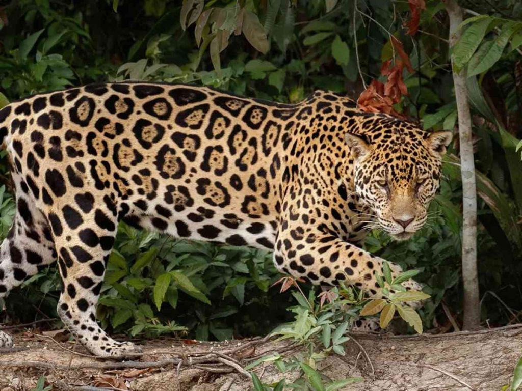 El Zoológico La Aurora prepara una jornada familiar en agosto. / Foto cortesía Tripadvisor.