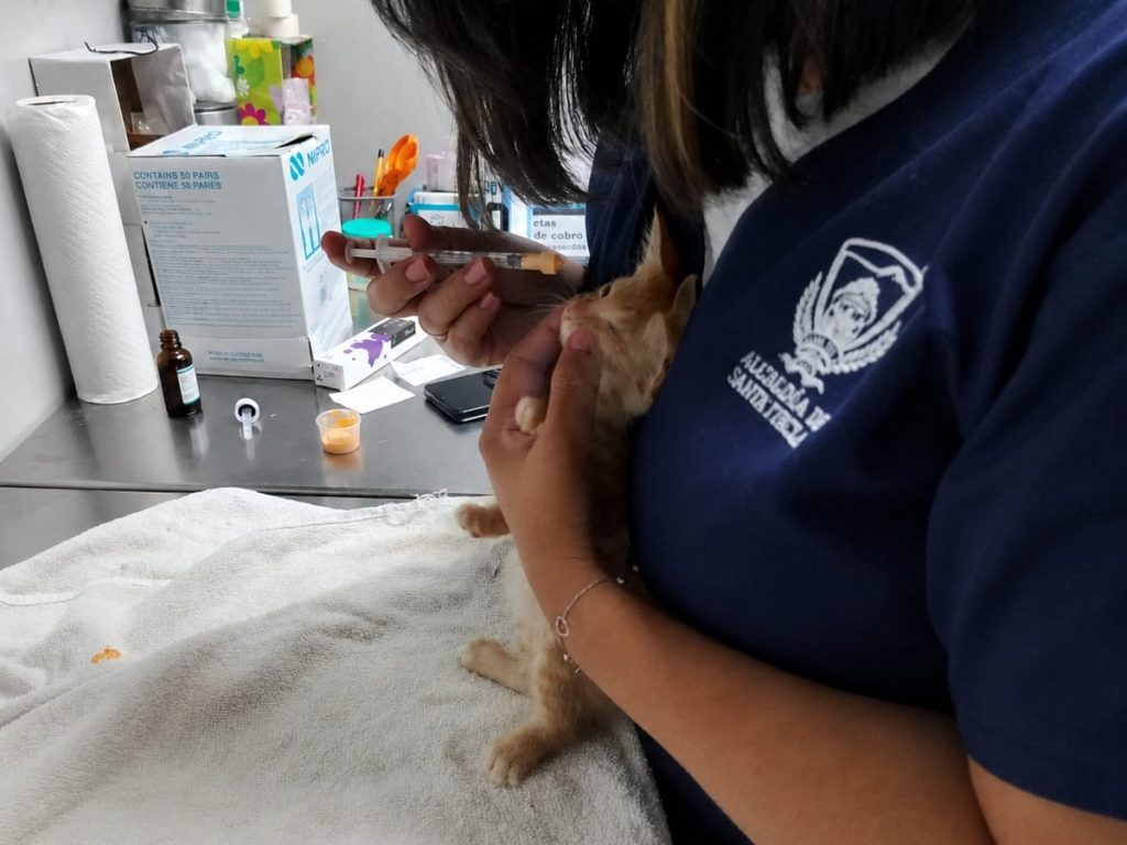 Atención-veterinaria-gatito-felino