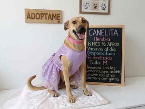 Canela- Adopción- Mascotas-Resguardo- Santa Tecla
