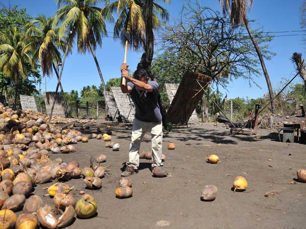 Hombre sosteniendo un hacha en alto para partir cocos amontonados en un terreno al aire libre.