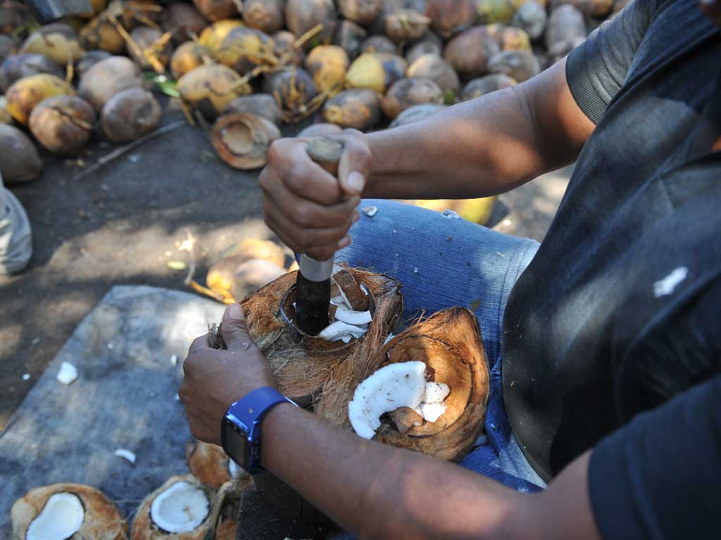 Primer plano de las manos de un hombre usando una herramienta de metal para despegar la pulpa blanca del interior de la cáscara de un coco.