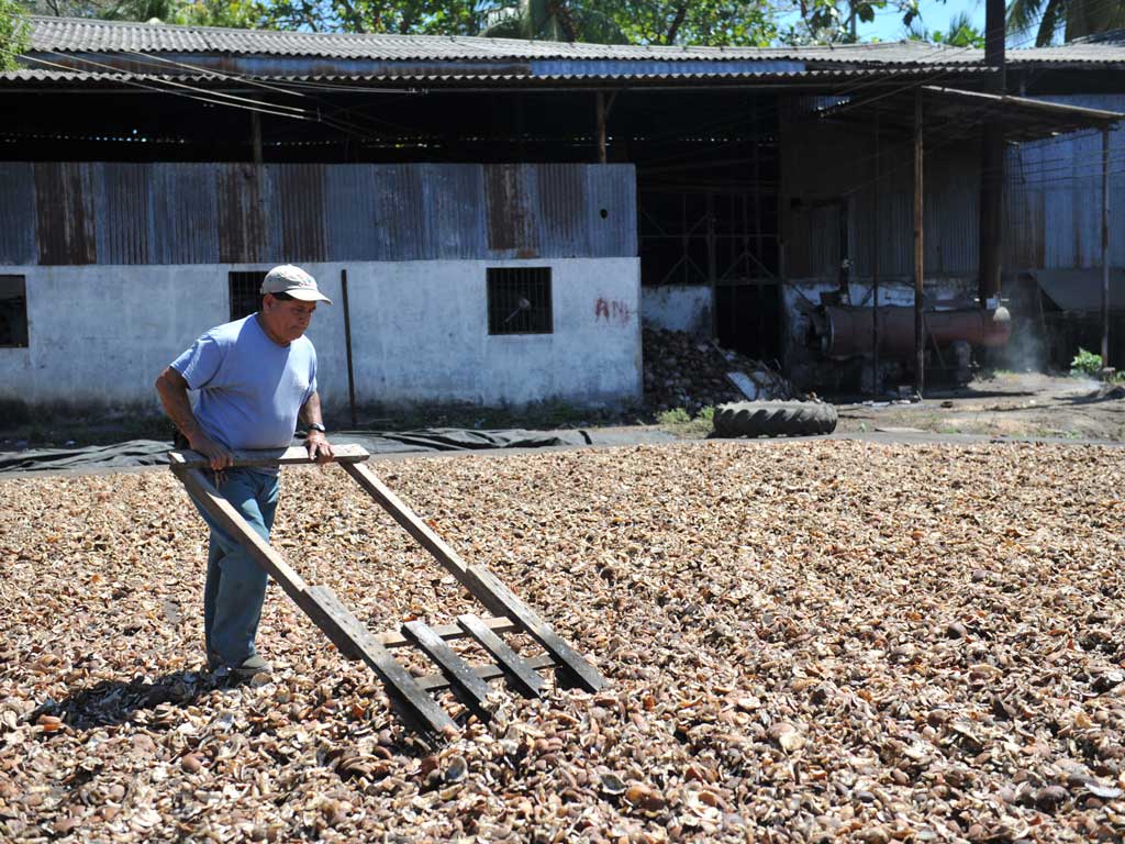 Hombre arrastrando una herramienta de madera para esparcir fragmentos de coco sobre un patio de secado al aire libre frente a una fábrica.