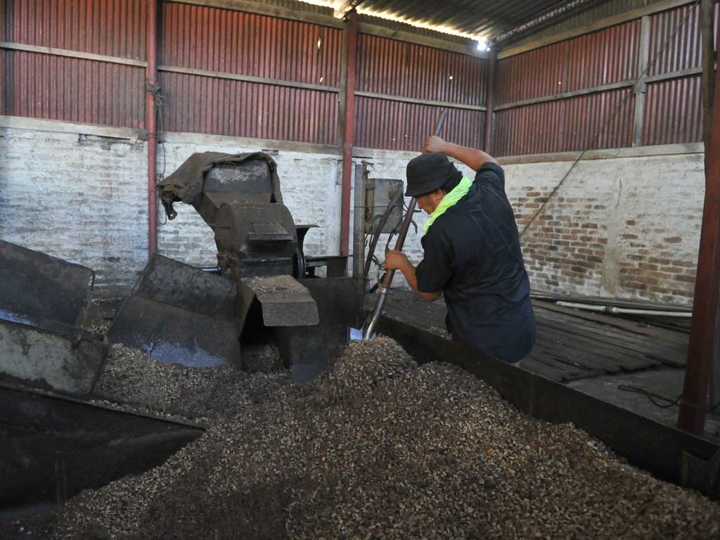 Un hombre de espaldas, con sombrero y camisa negra, palea una gran pila de trozos secos de coco hacia una trituradora de metal dentro de una fábrica con paredes de ladrillo y lámina.