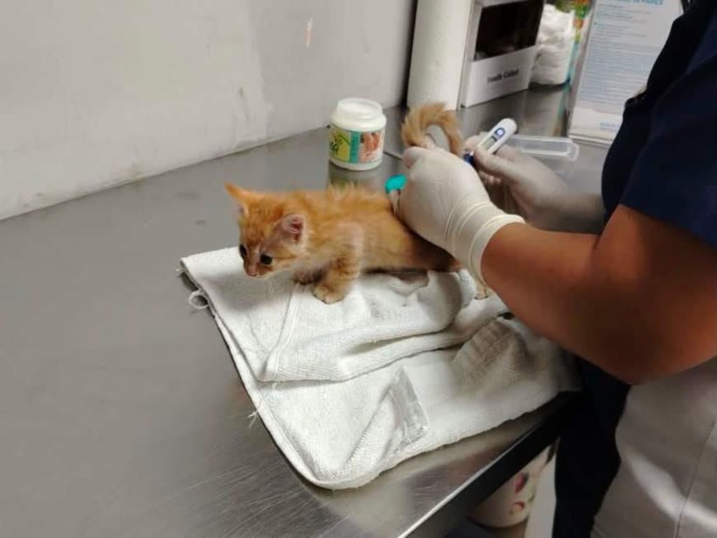 Gato-atención-veterinaria