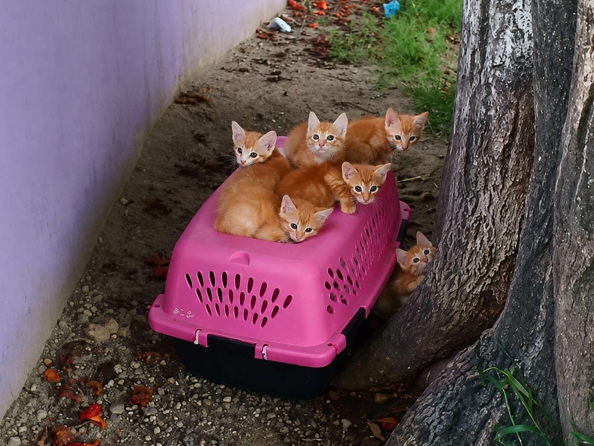Gatos-gatitos-felinos