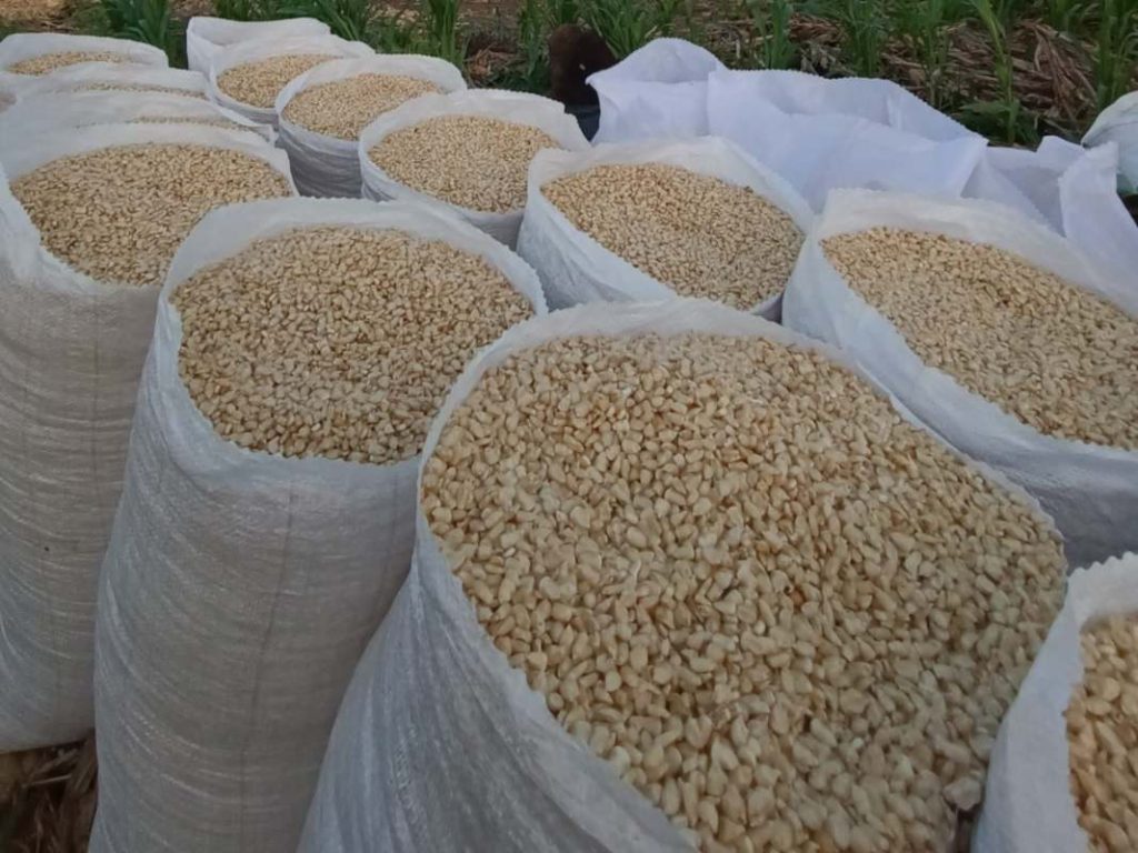 Los precios de referencia para mayoristas de arroz, frijol rojo y maíz blanco entran en vigencia este viernes 28 de agosto. Foto/ Cortesía MAG