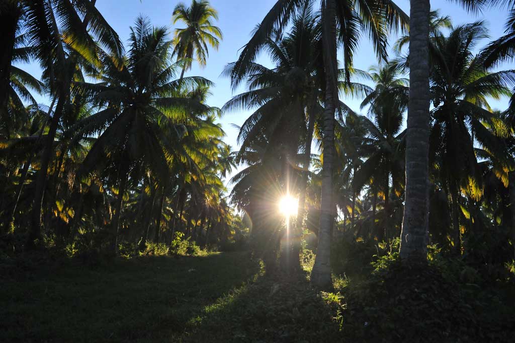 Sol brillante filtrándose entre los troncos y hojas de un frondoso bosque de palmeras de coco.
