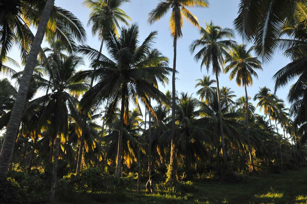 Vista en contrapicado de altas palmeras de coco de entre 20 y 30 metros bajo el cielo tropical en la Isla Espíritu Santo.