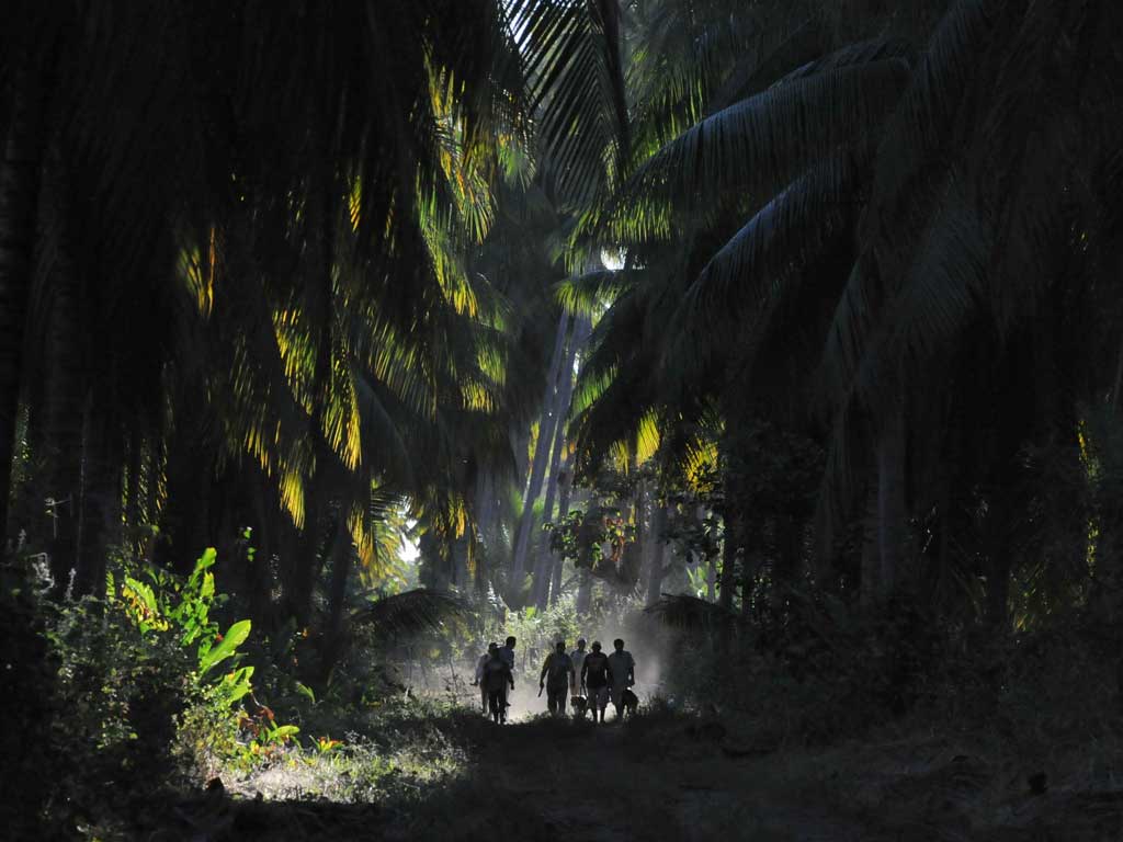 Grupo de personas caminando en silueta a lo largo de un sendero arbolado entre palmeras de coco.