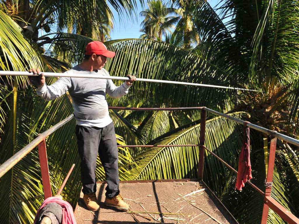 Un agricultor sobre una plataforma metálica elevada utilizando una vara larga para cosechar cocos de las palmeras.