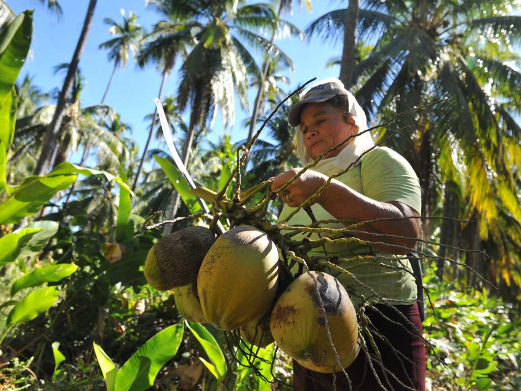 Mujer sosteniendo un racimo de cocos frescos rodeada de vegetación tropical.