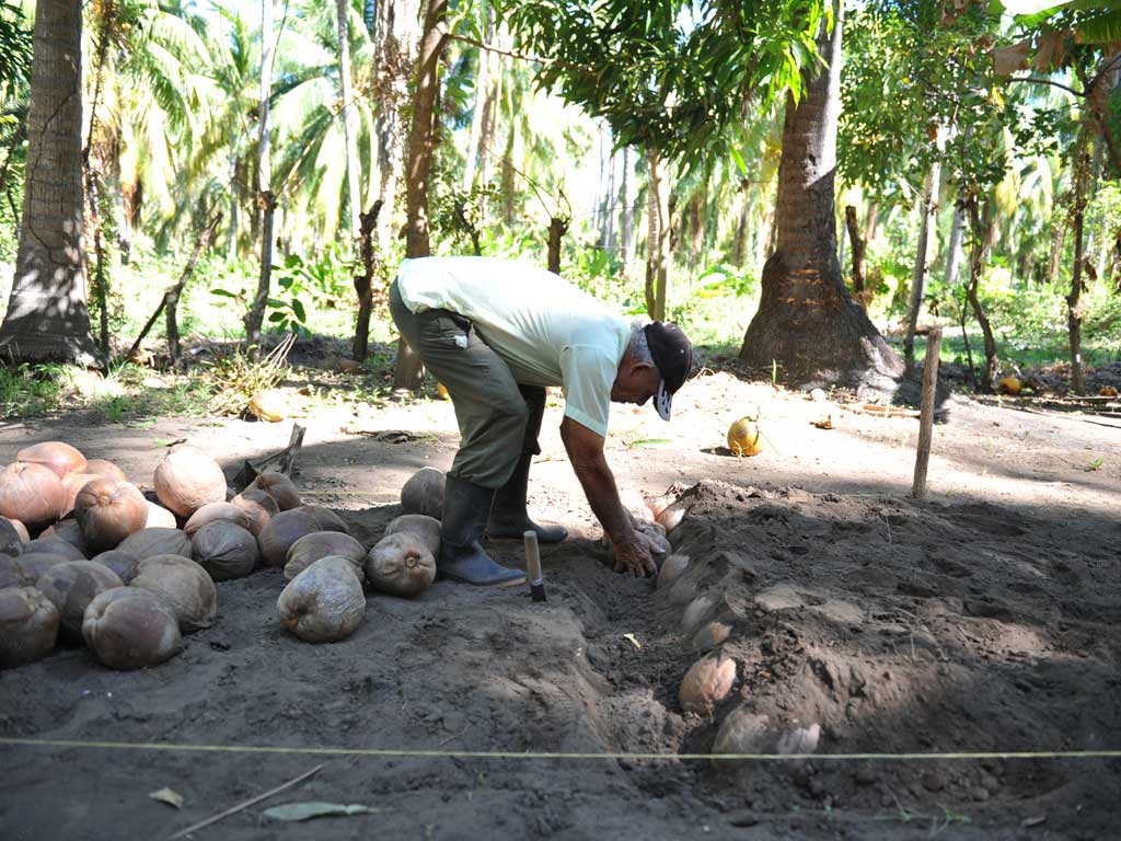 Agricultor agachado enterrando cocos en el suelo para la siembra en un vivero artesanal.