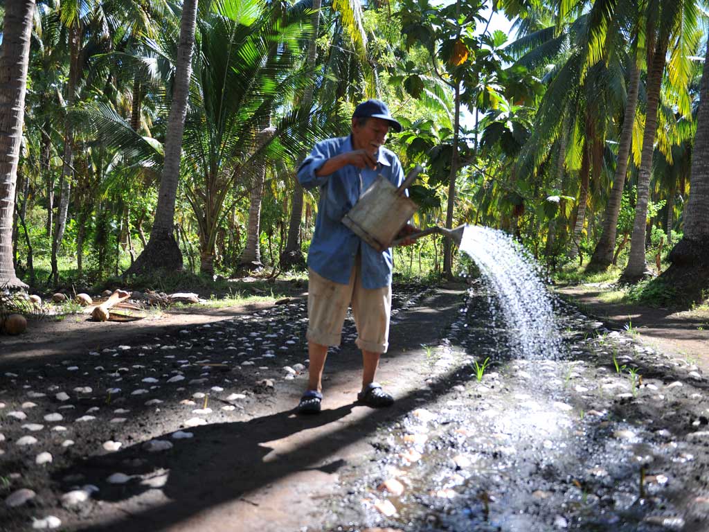 Hombre regando plantas germinadas de coco con una regadera metálica sobre la tierra en un vivero.