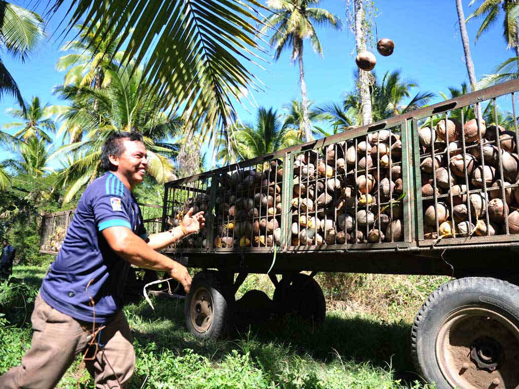 Hombre sonriente en movimiento lanzando un coco seco hacia una carreta de metal llena de cosecha. 