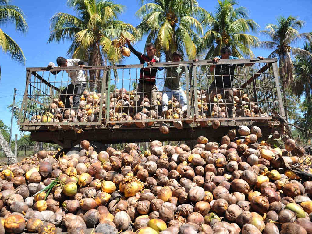 Grupo de trabajadores sobre un remolque metálico vertiendo miles de cocos sobre una gran pila en el suelo.