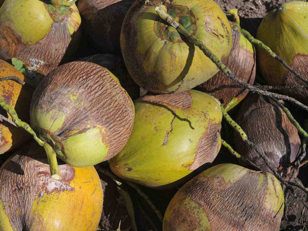 Primer plano detallado de un grupo de cocos amarillos y verdes amontonados sobre el suelo.