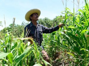 La falta de lluvias impidió el desarrollo de algunas mazorcas, que quedaron pequeñas y son conocidas por los productores como “mulquites”.