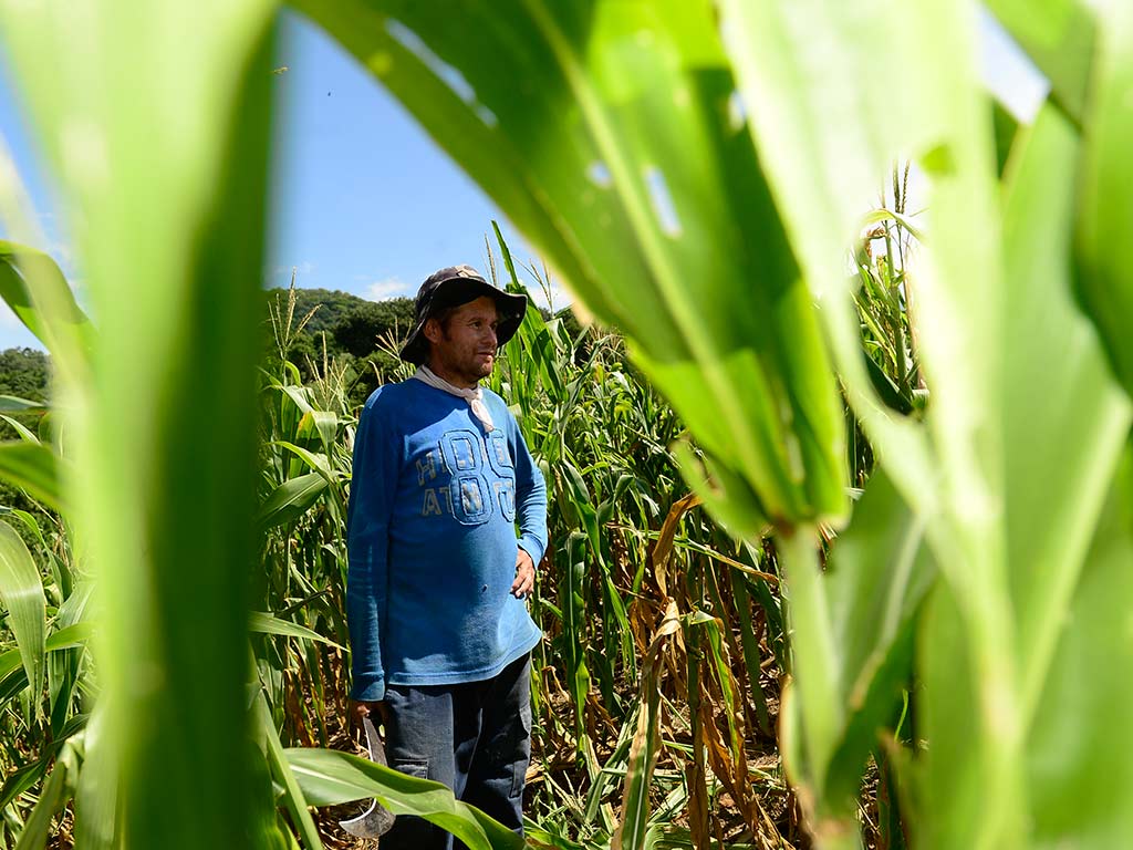 La falta de lluvias ha afectado el desarrollo de los cultivos de maíz en San Esteban Catarina, donde productores reportan pérdidas de hasta el 90% de sus siembras. Foto/ Jessica Orellana