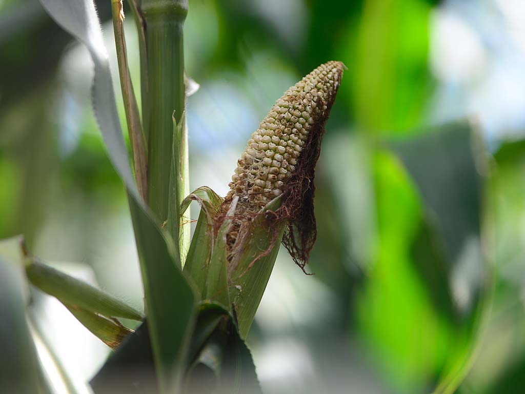 Productores de San Esteban Catarina reportan pérdidas de entre el 75% y 90% en sus cultivos de maíz debido a la falta de lluvias.