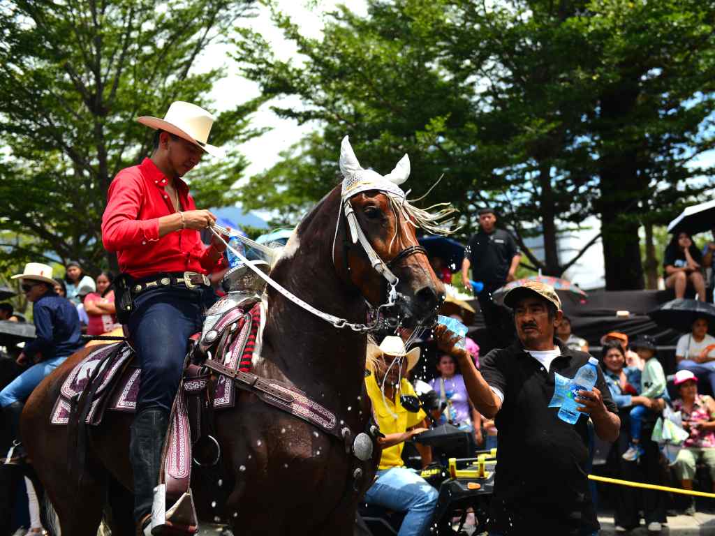 Un asistente hidrata con agua al caballo de un jinete en el desfile.