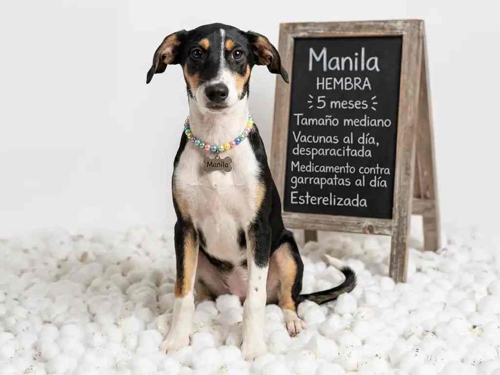 De tamaño mediana