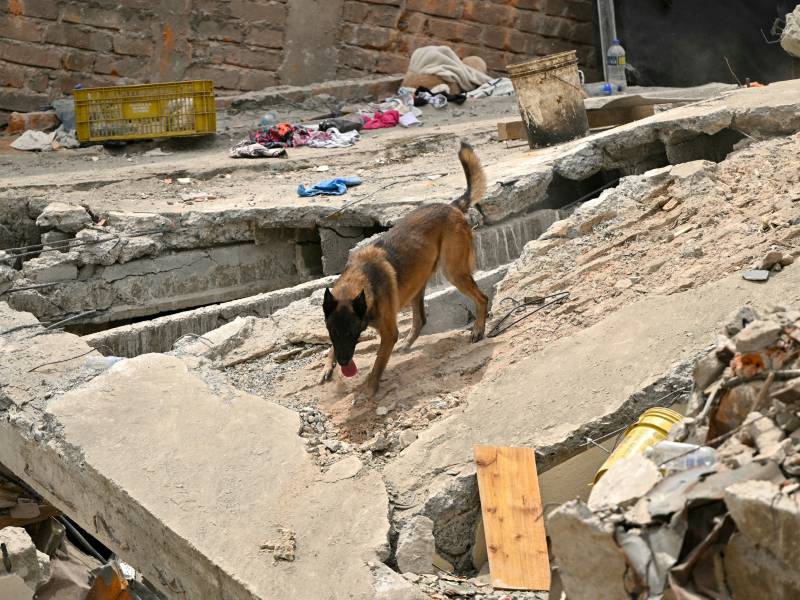 La misión de canino es la búsqueda de sobrevivientes entre los escombros de un edificio derrumbado tras el terremoto de Pereira, Colombia. 
