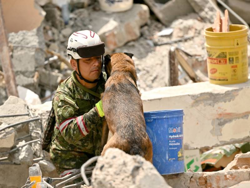Guía canino capacitado en rescate, primeros auxilios y estructuras colapsadas para atención en emergencias.