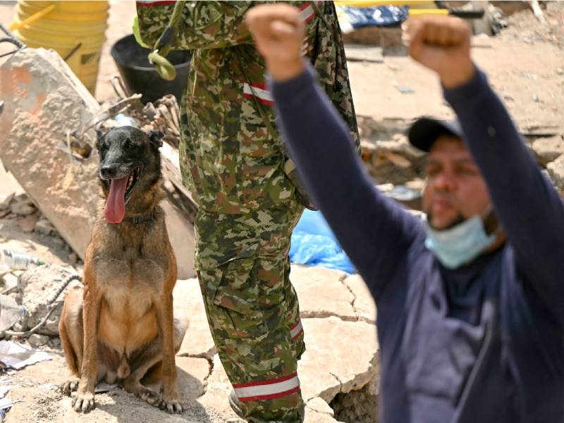 Perros de rescate trabajan activamente entre 8 y 10 años antes de jubilarse para vivir con sus guías como mascotas.