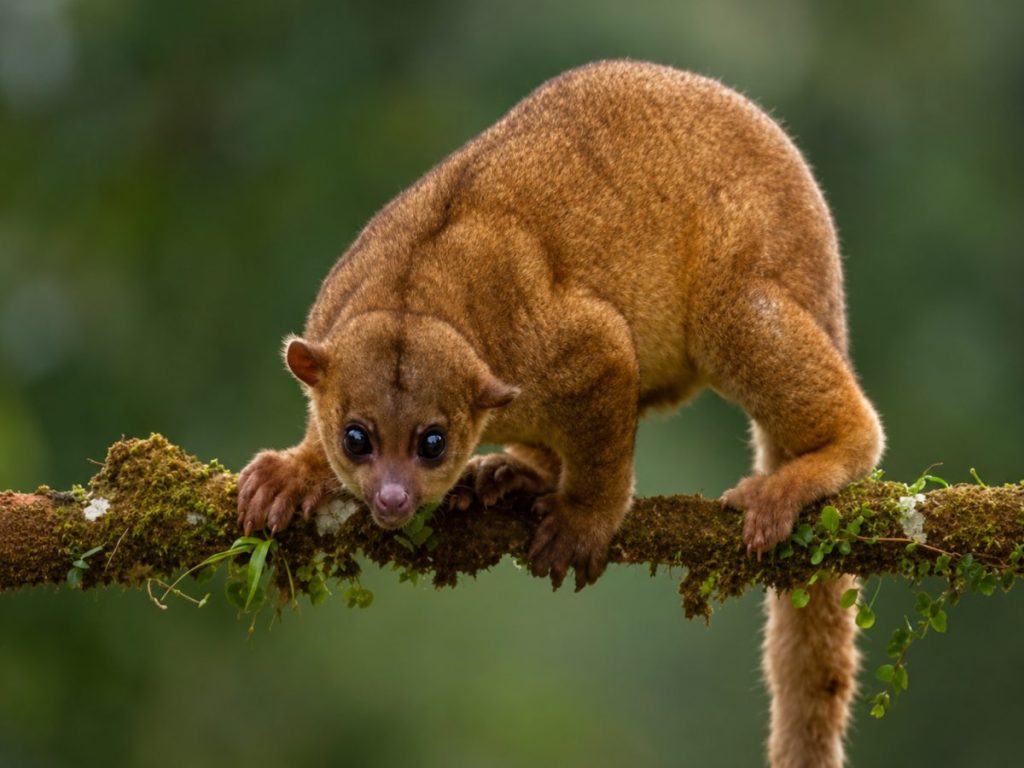 Potos flavus-Kinkajú-mico león-fauna