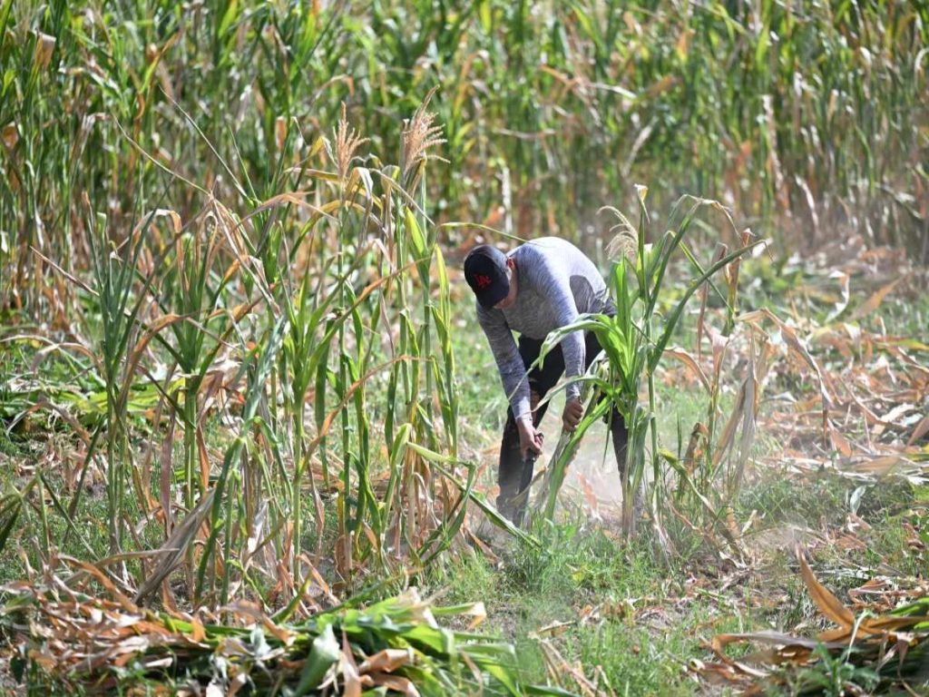 Sequía-clima-temperaturas-calor-agricultura