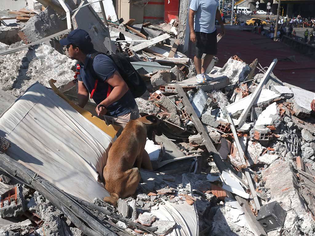 Persona y un perro inspeccionando las ruinas de una estructura derrumbada.