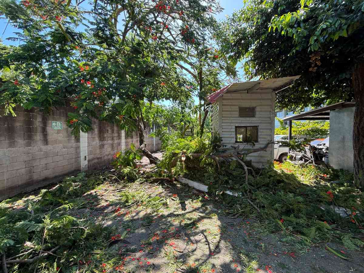 Tres personas resultan gravemente lesionadas tras caída de árbol