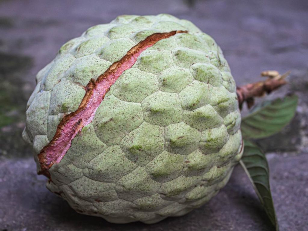 La pulpa de la anona aporta fibra, vitaminas A y C, además de minerales como calcio, fósforo, magnesio y potasio.