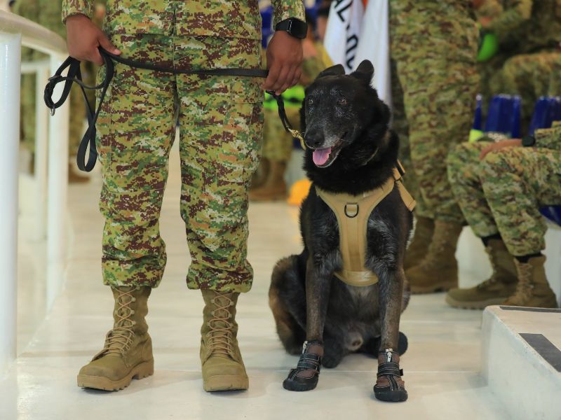 Uno de los dos caninos que acompañaron a la delegación salvadoreña participó en las labores de búsqueda durante la misión humanitaria en Venezuela.