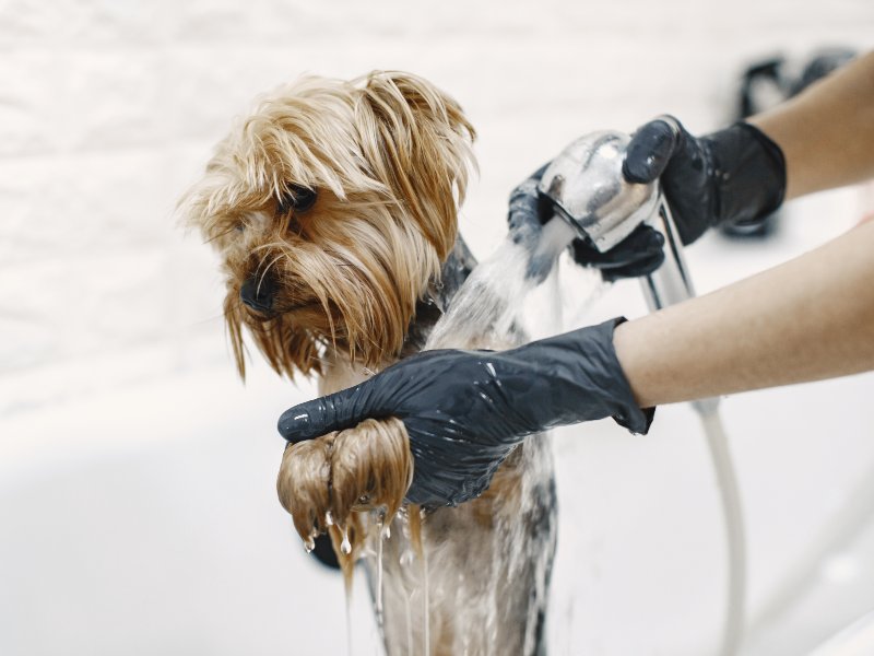 Perritos rescatados del Centro de Resguardo de Santa Tecla reciben apoyo durante las jornadas de baño que se realizan los fines de semana.