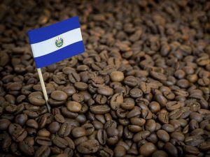 Variedades como Pacamara, Bourbon y Geisha forman parte de la oferta con la que El Salvador busca crecer en el mercado saudí.