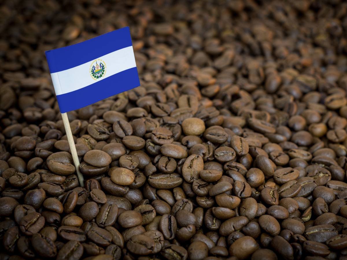 Variedades como Pacamara, Bourbon y Geisha forman parte de la oferta con la que El Salvador busca crecer en el mercado saudí.