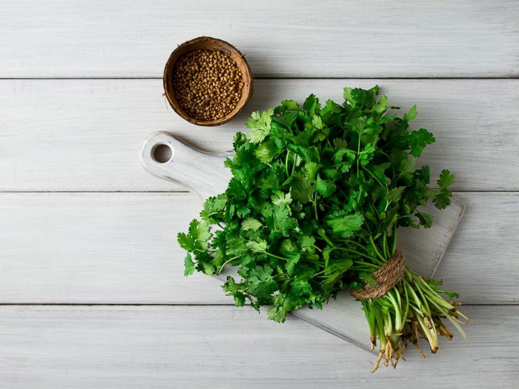 El cilantro se reconoce por su aroma intenso, sus hojas de verde más claro y sus tallos delgados, claves para distinguirlo del perejil.